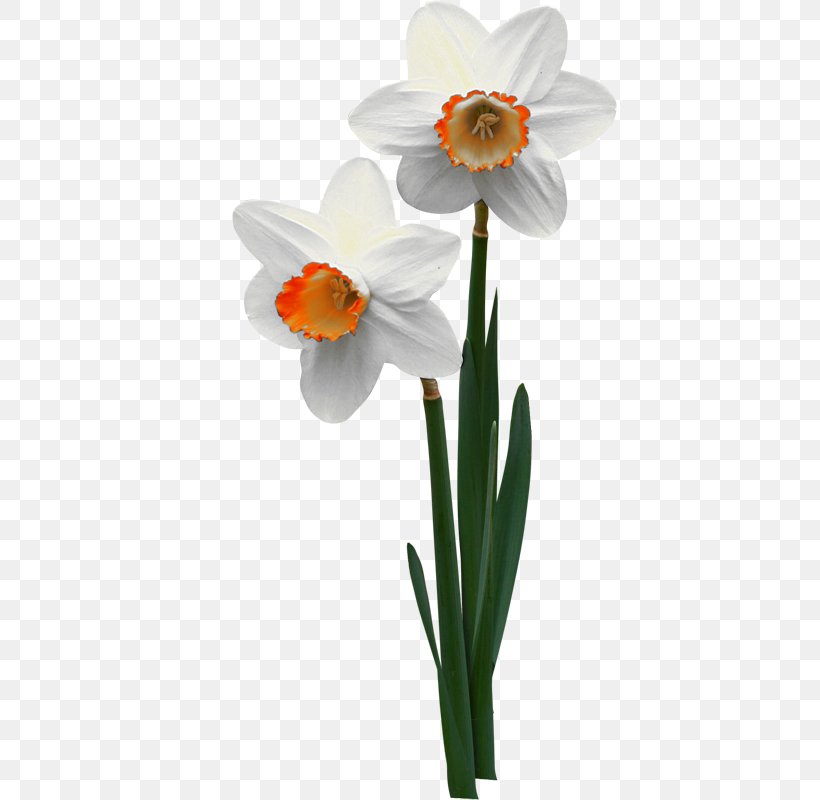 Jonquille Flowerpot Narcissus ×incomparabilis, PNG, 415x800px, Jonquil, Amaryllis Family, Blume, Daffodil, Flower Download Free