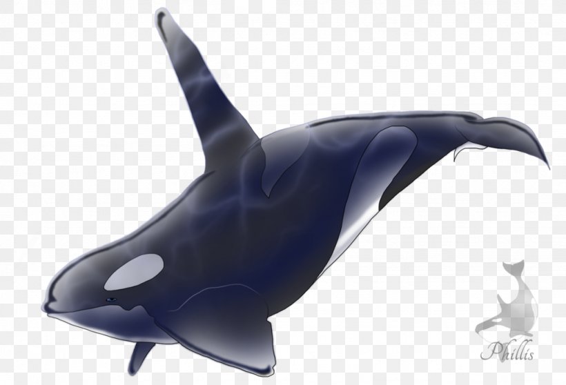 Killer Whale Common Bottlenose Dolphin Shark Marine Biology, PNG, 1024x698px, Killer Whale, Biology, Bottlenose Dolphin, Cetacea, Common Bottlenose Dolphin Download Free