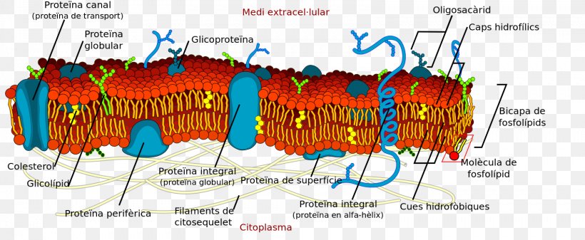 Lipid Bilayer Cell Membrane Biological Membrane Phospholipid, PNG, 1599x658px, Lipid Bilayer, Advertising, Bilayer, Biological Membrane, Biology Download Free