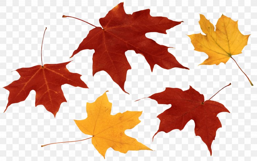 Autumn Leaf Color Clip Art, PNG, 3784x2372px, Leaf, Autumn, Autumn Leaf Color, Green, Leaf Spot Download Free