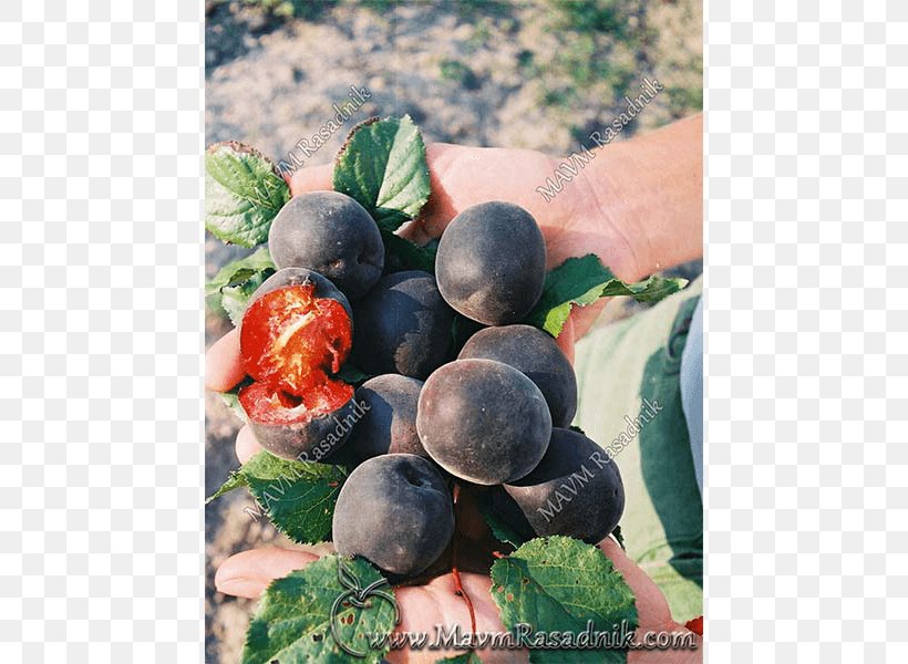 Blueberry Bilberry Damson Local Food, PNG, 800x600px, Blueberry, Berry, Bilberry, Damson, Food Download Free