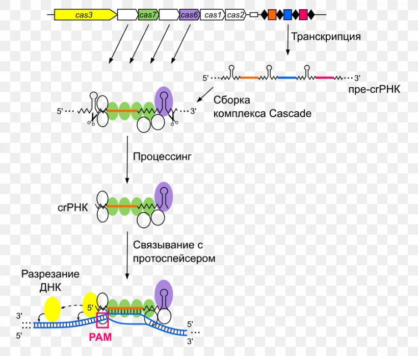 Document Organism Line Brand, PNG, 902x768px, Document, Area, Brand, Diagram, Map Download Free