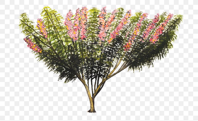 Gliricidia Sepium Branch Tree Shrub Bark, PNG, 700x502px, Gliricidia Sepium, Auglis, Bark, Branch, Color Download Free