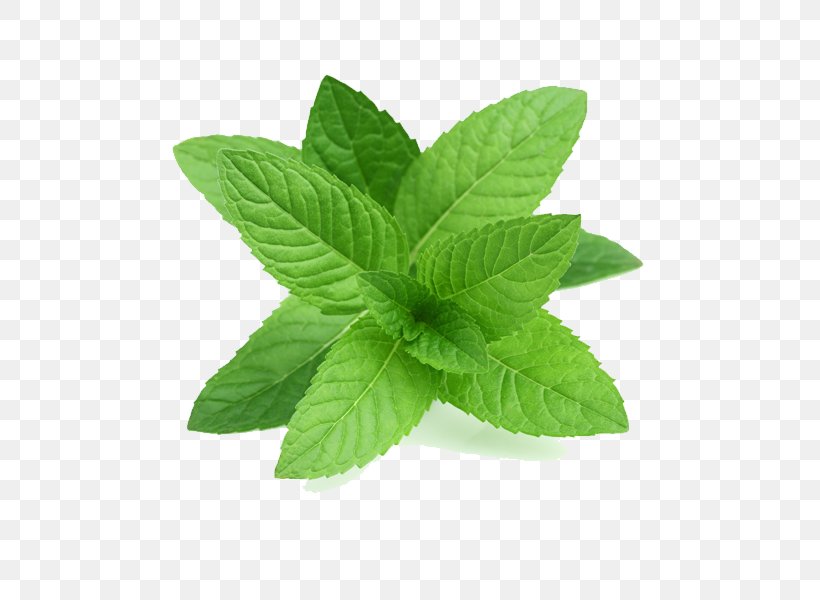 Peppermint Mentha Spicata Herb Mint Leaf, PNG, 600x600px, Peppermint, Beard Oil, Catnip, Chives, Food Download Free