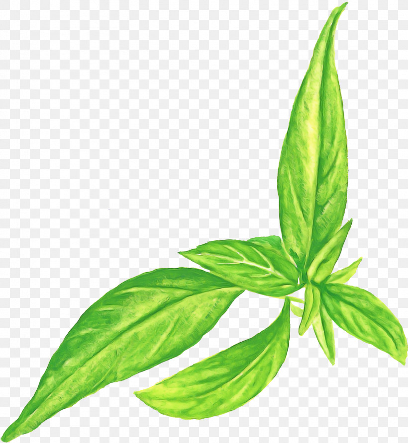 Basil Leaf Plant Stem Herb Peppermint, PNG, 1606x1748px, Basil, Biology, Branch, Chemistry, Herb Download Free