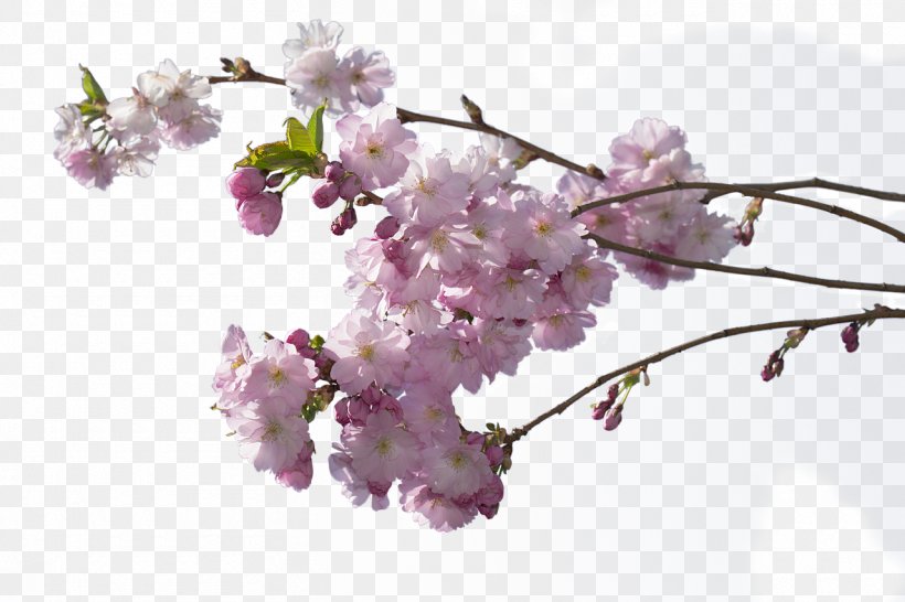 Cherry Blossom Clip Art, PNG, 1280x853px, Cherry Blossom, Adobe Flash, Blossom, Branch, Cherry Download Free