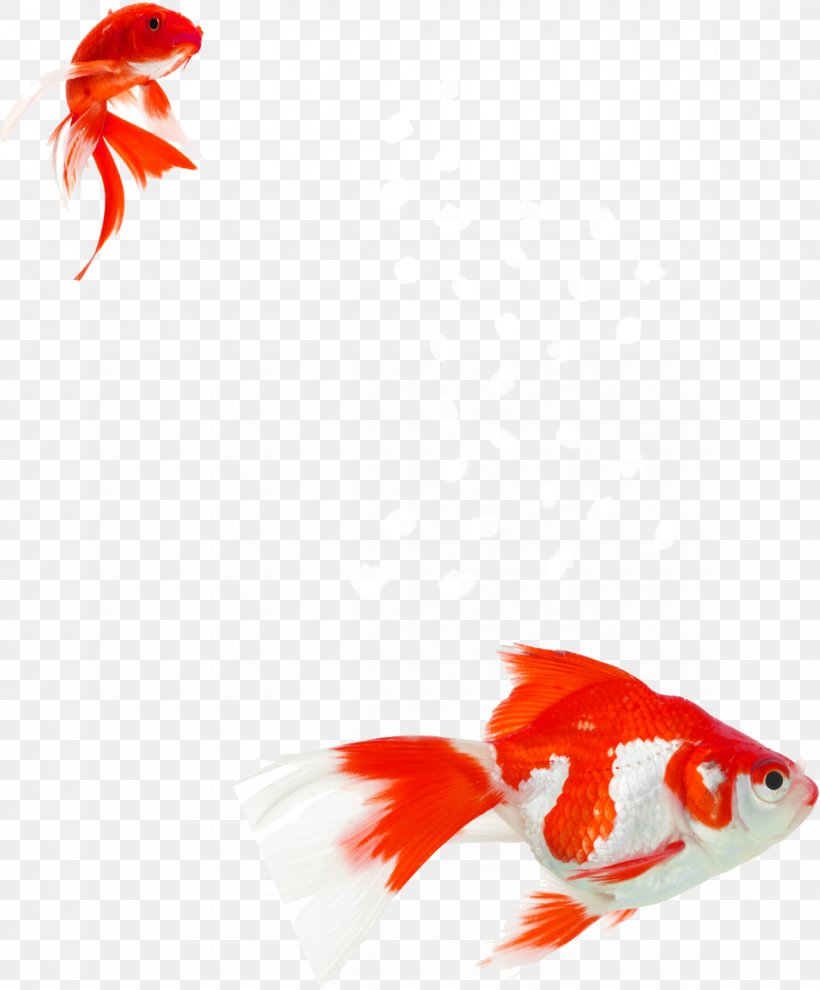 Goldfish Aquarium Aquatic Plants Koi Water, PNG, 1175x1419px, Goldfish, Aquarium, Aquatic Plants, Bony Fish, Centimeter Download Free