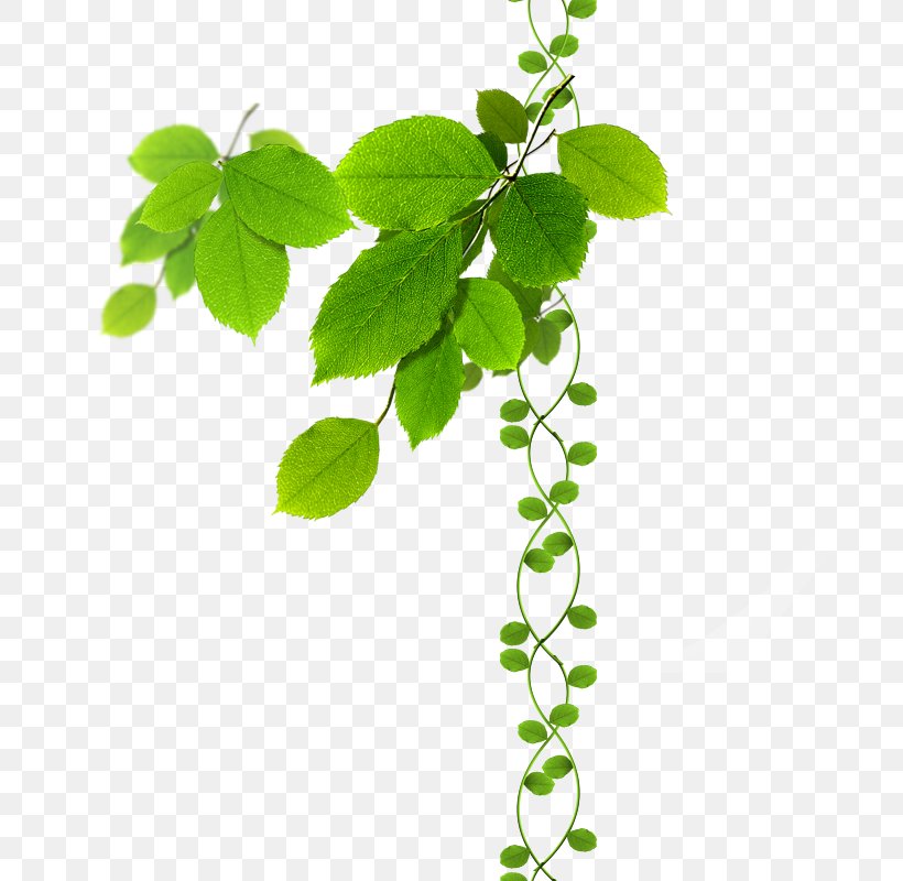 Green Leaves, PNG, 800x800px, Coreldraw, Beehive, Branch, Grass, Green Download Free