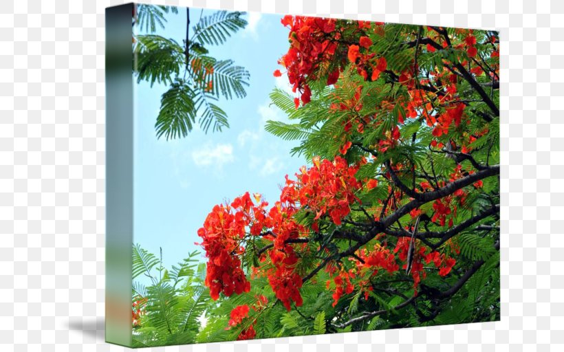 Hawaii Royal Poinciana Tree Nature Flower, PNG, 650x512px, Hawaii, Autumn, Birch, Botany, Branch Download Free