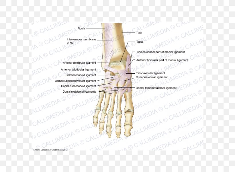 Ligament Foot Anatomy Human Skeleton Dorsum, PNG, 600x600px, Watercolor, Cartoon, Flower, Frame, Heart Download Free