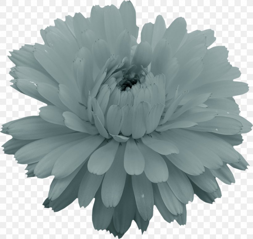 Monochrome Photography, PNG, 1600x1514px, Photography, Black And White, Chrysanths, Daisy Family, Drawing Download Free