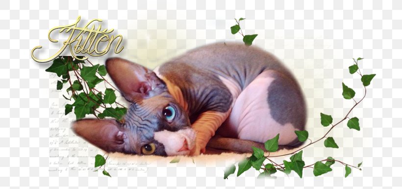 Sphynx Cat Fauna Snout, PNG, 762x385px, Sphynx Cat, Cat, Cat Like Mammal, Fauna, Hairless Cat Download Free