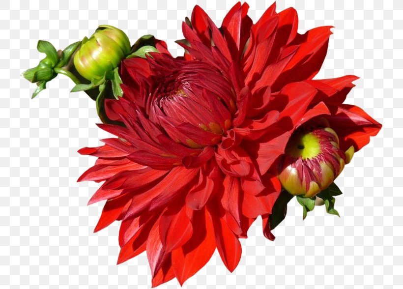Dahlia Cut Flowers Floral Design Chrysanthemum, PNG, 741x588px, Dahlia, Annual Plant, Chrysanthemum, Chrysanths, Cut Flowers Download Free
