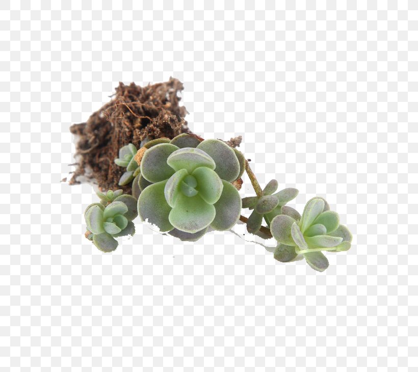 Flowerpot Succulent Plant Euclidean Vector, PNG, 730x730px, Flowerpot, Cactaceae, Flower, Gratis, Green Download Free