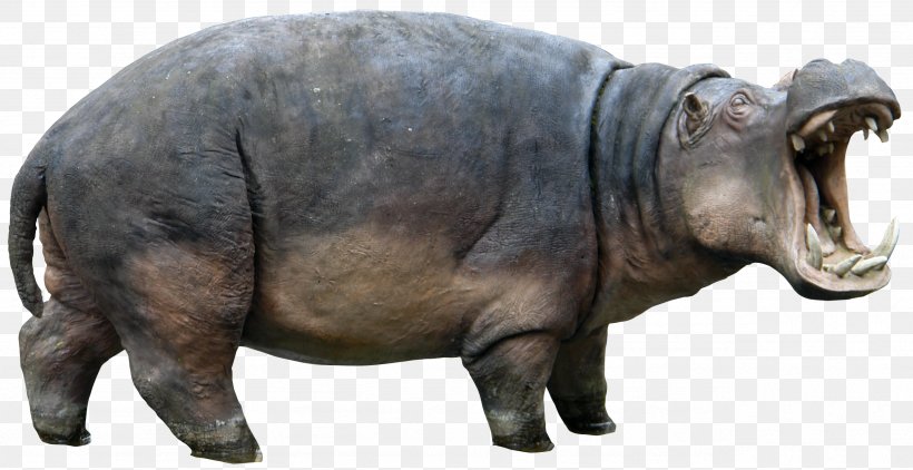 Hippopotamus Rhinoceros Clip Art, PNG, 2562x1320px, Hippopotamus, Animal, Elephant, Eventoed Ungulate, Fauna Download Free