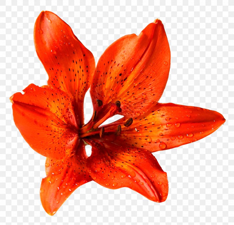 Lilium Bulbiferum Flower, PNG, 1619x1558px, Lilium Bulbiferum, Amaryllis Belladonna, Design Studio, Designer, Flower Download Free