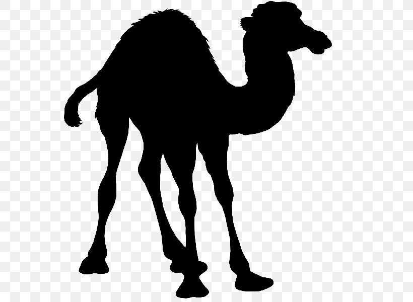 Stock Photography Vector Graphics Illustration Shutterstock, PNG, 600x600px, Stock Photography, Animal Figure, Arabian Camel, Bactrian Camel, Camel Download Free