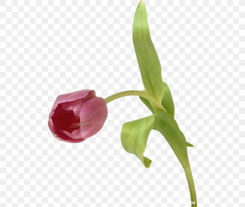 Tulip Flower Digital Image, PNG, 500x693px, Tulip, Animaatio, Arum, Bud, Cut Flowers Download Free