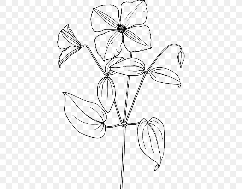 Arabian Jasmine Drawing Flower Sketch, PNG, 431x640px, Arabian Jasmine, Area, Artwork, Black And White, Branch Download Free