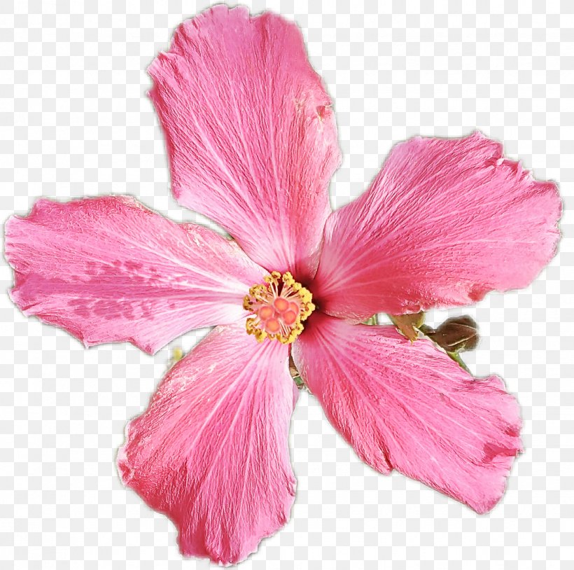Flower Flowering Plant Petal Pink Hawaiian Hibiscus, PNG, 1124x1117px, Flower, Flowering Plant, Hawaiian Hibiscus, Herbaceous Plant, Hibiscus Download Free