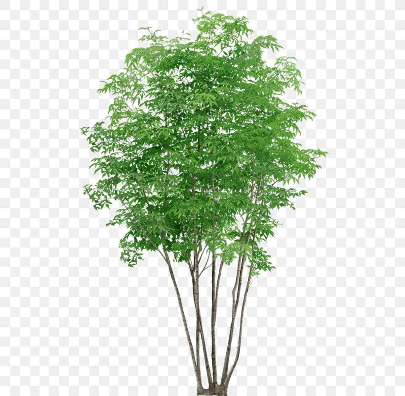 Neem Tree, PNG, 512x800px, Tree, Branch, Flower, Forest Tree, Grass Download Free