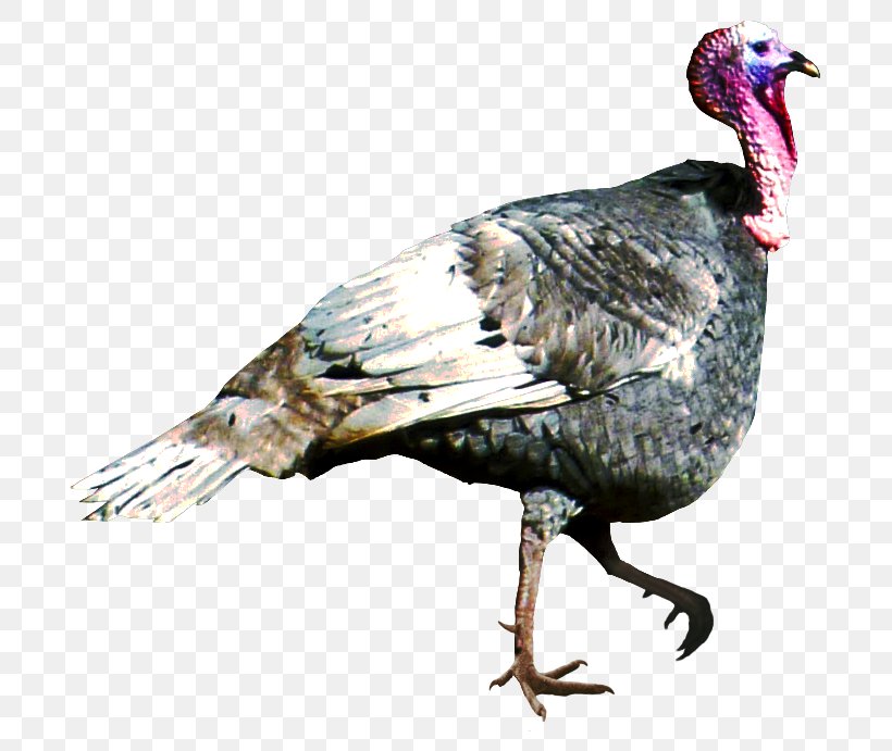 Turkey Bird, PNG, 691x691px, Turkey, Animal, Beak, Bird, Digital Media Download Free