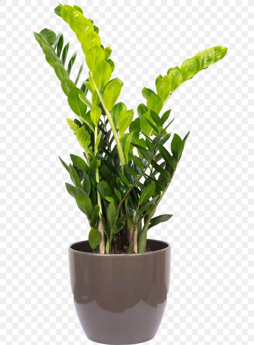 Zamioculcas Zamiifolia Houseplant Flowerpot Vascular Plant Areca Palm, PNG, 650x1112px, Zamioculcas Zamiifolia, Areca Palm, Balcony, Embryophyta, Flower Box Download Free