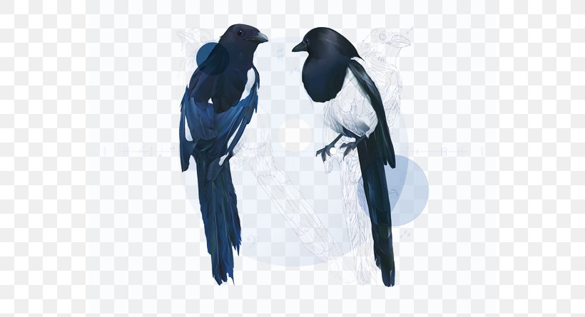Crows Eurasian Magpie, PNG, 571x445px, Crows, Beak, Bird, Cartoon, Crow Like Bird Download Free