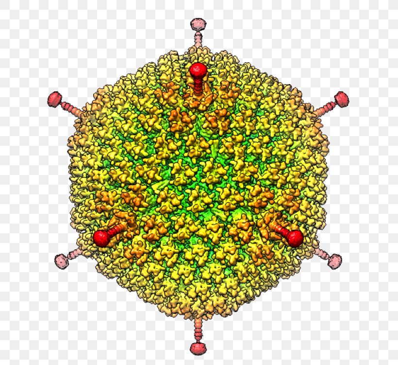 Cryogenic Electron Microscopy Electron Microscope Virus Adenoviridae, PNG, 681x751px, Watercolor, Cartoon, Flower, Frame, Heart Download Free