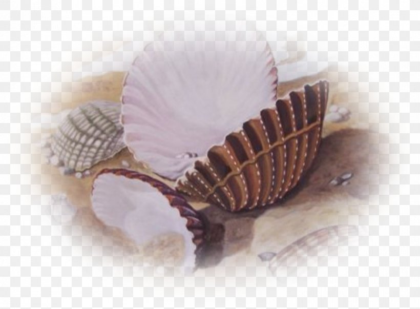Mollusc Shell Conchology Centerblog Fish, PNG, 892x656px, Mollusc Shell, Blog, Centerblog, Clams Oysters Mussels And Scallops, Cockle Download Free