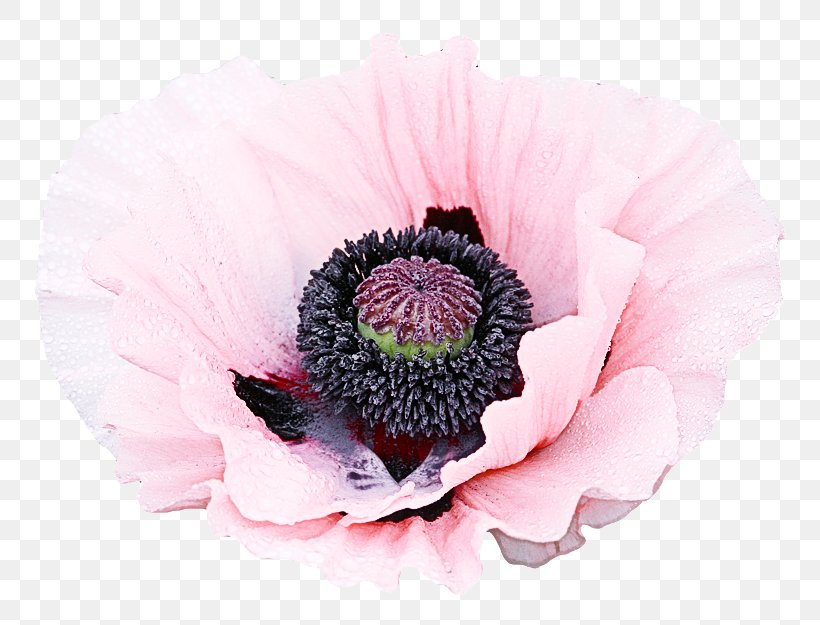 Oriental Poppy Flower Petal Pink Plant, PNG, 800x625px, Oriental Poppy, Anemone, Flower, Flowering Plant, Gerbera Download Free