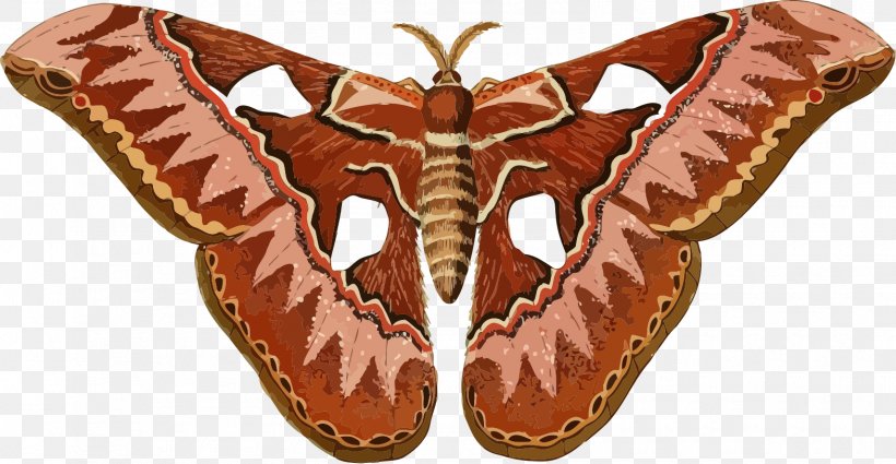 Butterfly Moth Silkworm Clip Art, PNG, 1570x815px, Butterfly, Arthropod, Attacus Atlas, Butterflies And Moths, Hyalophora Cecropia Download Free