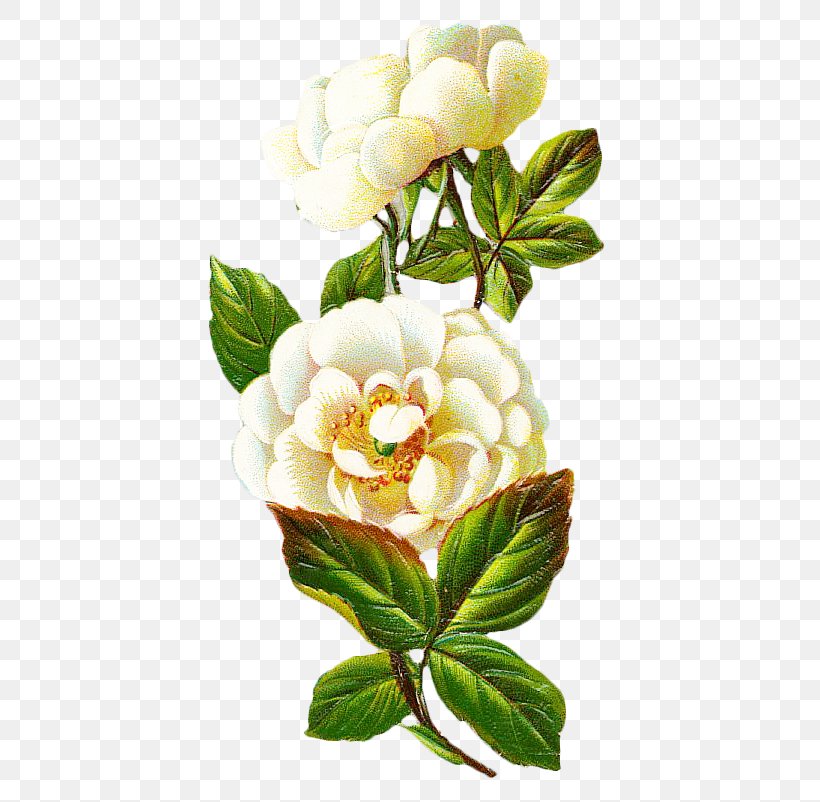 Centifolia Roses Flower Petal, PNG, 446x802px, Centifolia Roses, Art, Designer, Floral Design, Floristry Download Free