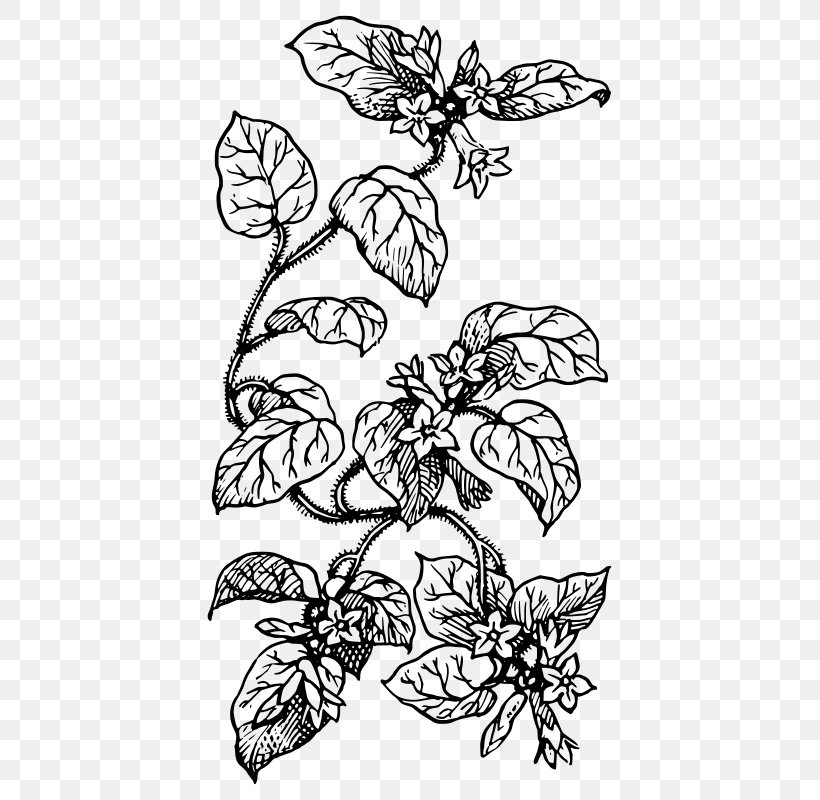 Drawing Line Art Plant Clip Art, PNG, 435x800px, Drawing, Art, Artwork, Black, Black And White Download Free