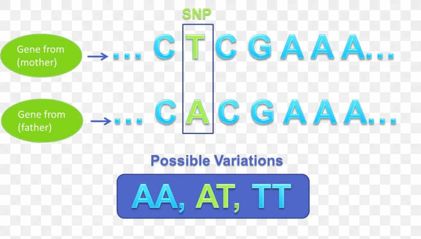 Single-nucleotide Polymorphism Genetic Variation Genetics Nucleic Acid Sequence, PNG, 1448x824px, Singlenucleotide Polymorphism, Area, Blue, Brand, Color Download Free