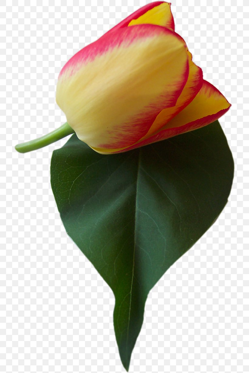 Tulip Flower Clip Art, PNG, 730x1225px, Tulip, Flower, Flowering Plant, Garden Roses, Liliaceae Download Free