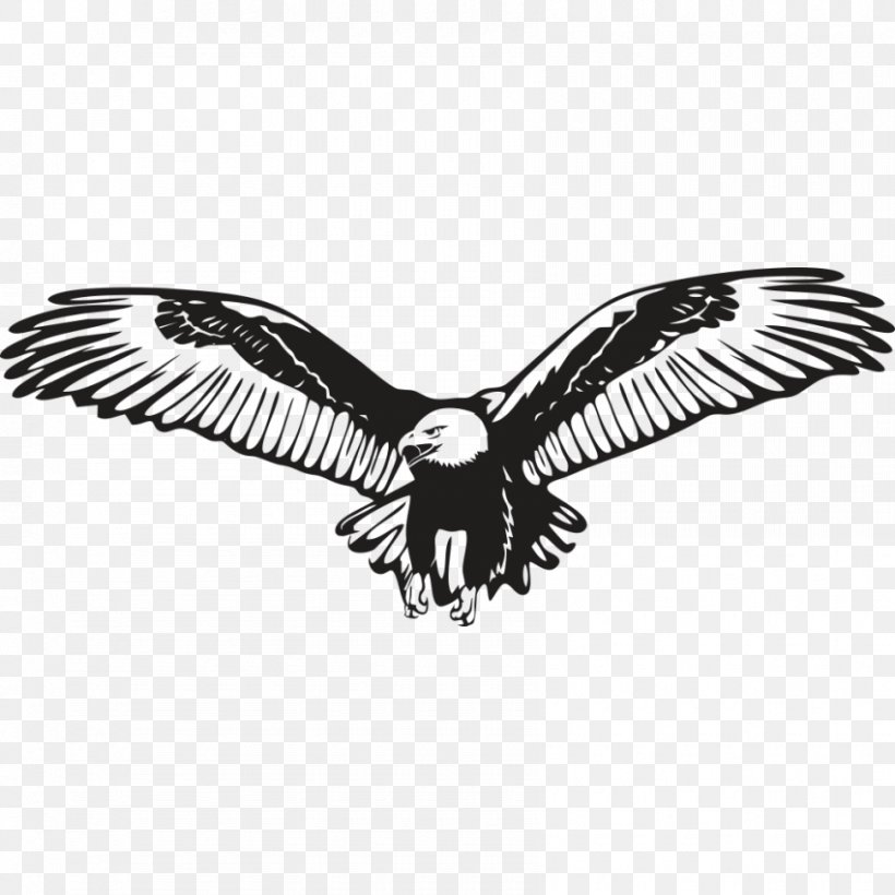 Bald Eagle Wall Decal Sticker, PNG, 850x850px, Bald Eagle, Accipitridae, Accipitriformes, Art, Beak Download Free