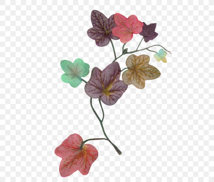 Bindweeds Petal Ivy Floral Design, PNG, 574x700px, Petal, Blossom, Branch, Cherry Blossom, Flora Download Free