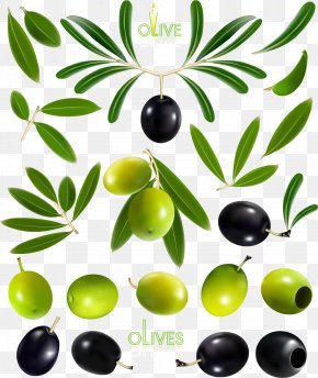 Olives - Olive Oil Olive Leaf PNG