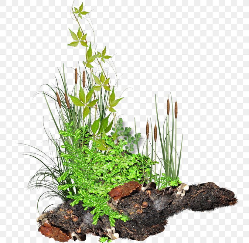 Photography Clip Art, PNG, 755x800px, Photography, Aquarium Decor, Aquatic Plant, Flowerpot, Grass Download Free