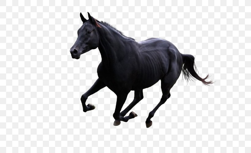 Pony Canter And Gallop Budyonny Horse Image, PNG, 750x500px, Pony, Animal, Animal Figure, Black, Blackandwhite Download Free