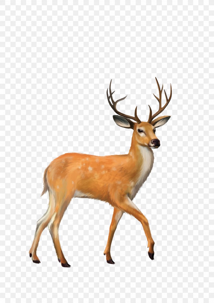 White-tailed Deer Mule Deer Clip Art, PNG, 2480x3508px, Deer, Antler, Drawing, Elk, Fauna Download Free