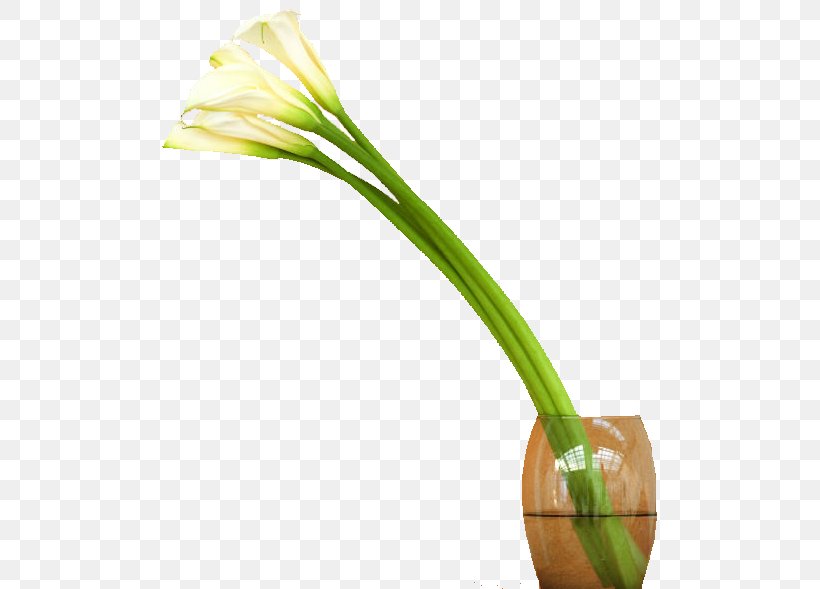 Allium Fistulosum Welsh Cuisine Arum-lily Flower Plant Stem, PNG, 518x589px, Allium Fistulosum, Allium, Arumlily, Flower, Plant Download Free
