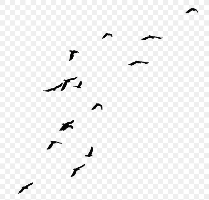 Crows Bird Flight Clip Art, PNG, 773x783px, Bird, Area, Black, Black And White, Flock Download Free