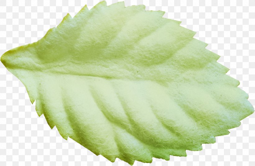 Leaf Commodity, PNG, 883x577px, Leaf, Commodity Download Free