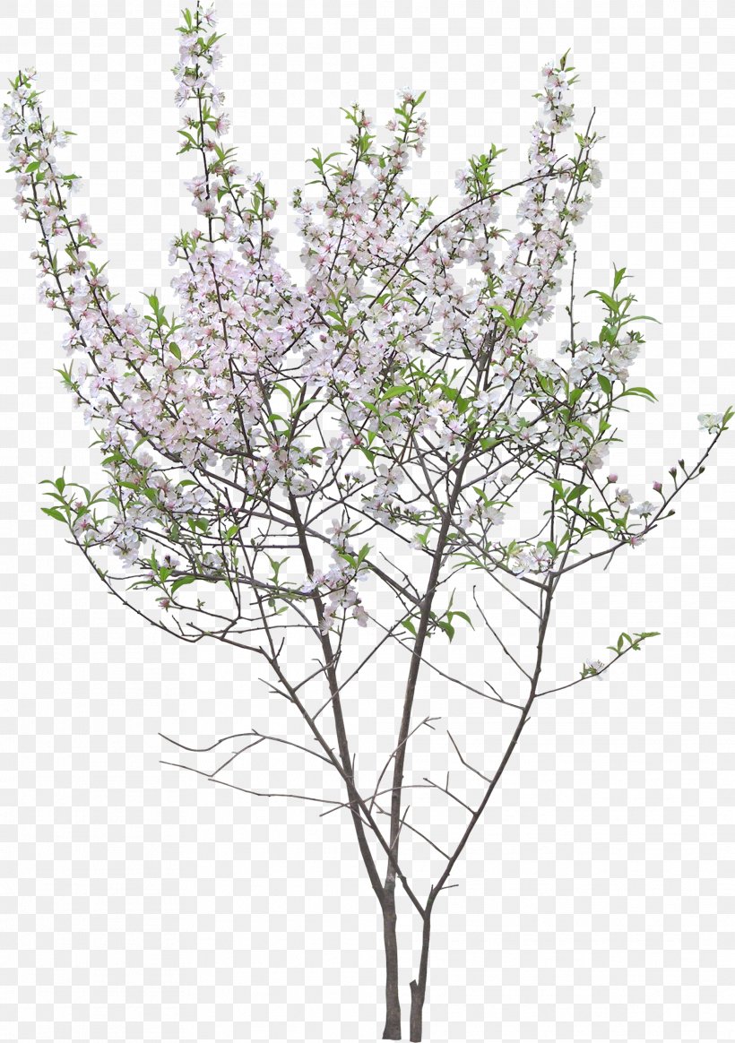 Twig Garden Shrub Tree Flower, PNG, 2026x2878px, Twig, Blossom, Branch, Common Hibiscus, Cut Flowers Download Free