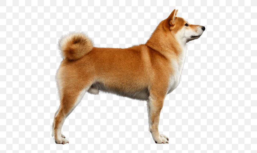 Akita Shiba Inu Alaskan Klee Kai Puppy German Shepherd, PNG, 567x489px, Akita, Akita Inu, Alaskan Husky, Alaskan Klee Kai, Ancient Dog Breeds Download Free