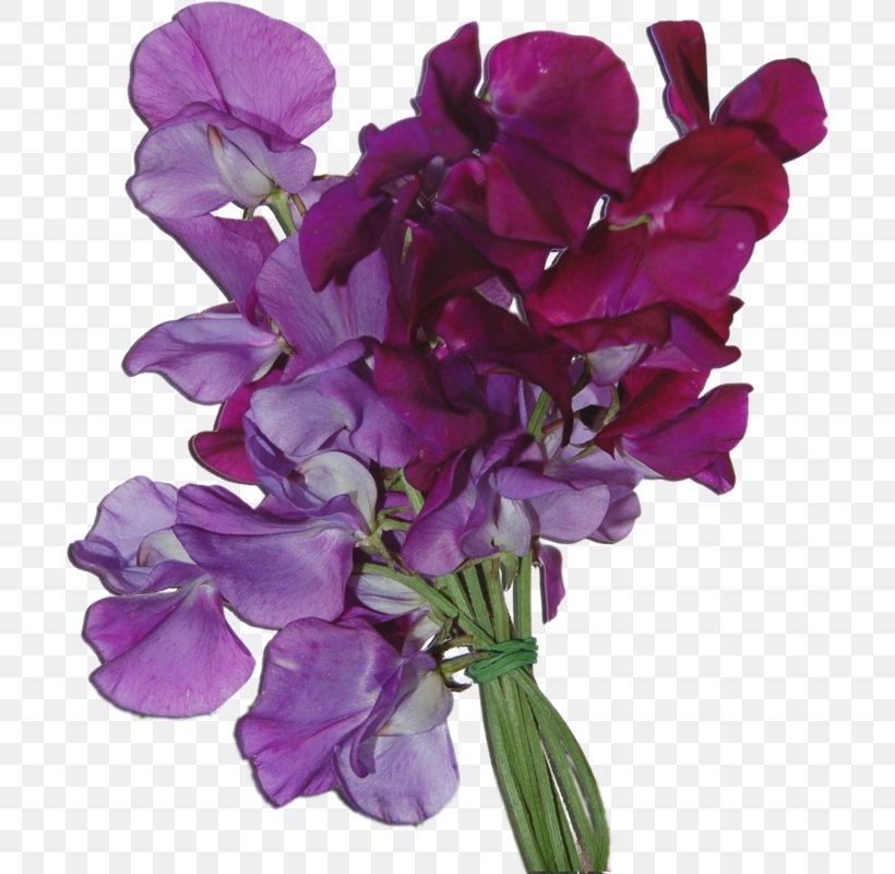 Cut Flowers Sweet Pea Violet Purple, PNG, 700x800px, Cut Flowers, Annual Plant, Digital Scrapbooking, Everlasting Sweet Pea, Flower Download Free