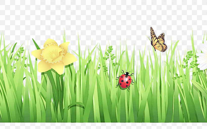 Ladybug, PNG, 1368x855px, Grass, Flower, Grass Family, Green, Ladybug Download Free