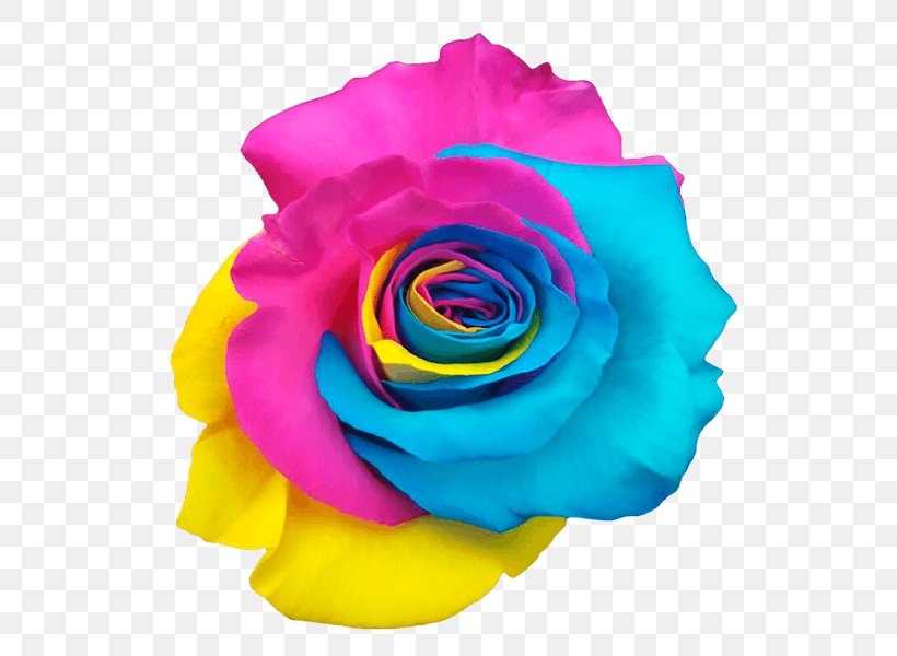 Rainbow Rose Garden Roses Centifolia Roses Color Pink, PNG, 600x600px, Rainbow Rose, Centifolia Roses, Color, Cut Flowers, Floristry Download Free
